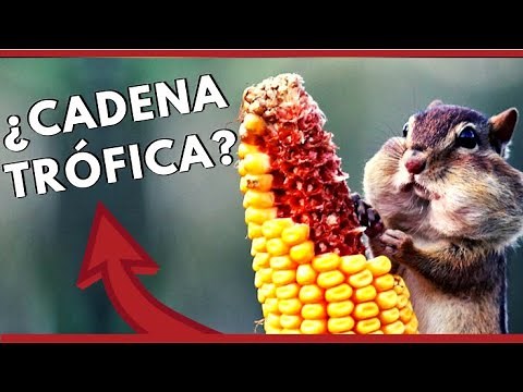 ¿QUÉ ES LA CADENA TRÓFICA O CADENA ALIMENTICIA? (Parte 1) #EcoSaberes #EcoCuidado