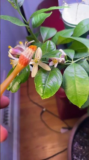 Hand Pollinating Lemon Trees