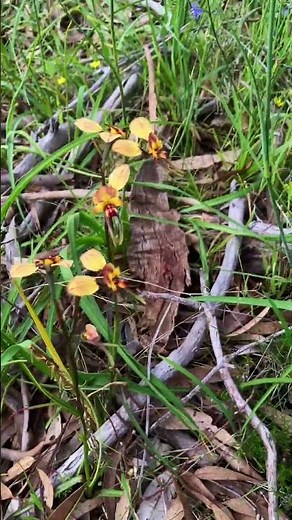 Native orchid highlights 1 - spring 2025 #wildflowers #aussienature