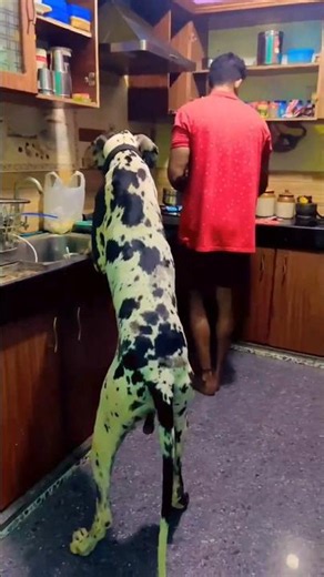 🐶❤️ Giant body, baby heart! Great Dane's adorable playtime will melt your heart! #greatdane #shorts
