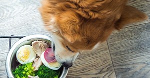 Vet explains why it's not recommended to feed your dog raw chicken