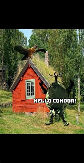 This is ma new home with da Condor #kendoros #giantcondor
