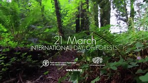 Happy International Day of Forests! The theme of #IntForestDay this year "Forests | Climate | Change" highlights the ways in which #forests and #climatechange are linked. Forests stand at the frontline against climate change: bit.ly/1Bgq356 | Food and Agriculture Organization of the United Nations (FAO)