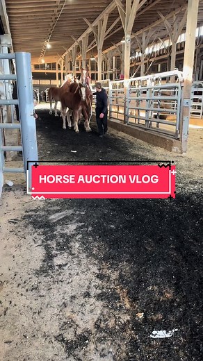 Exploring the Excitement of a Horse Auction