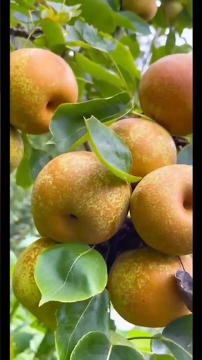 # All About Pears: History, Varieties, and Health Benefits"