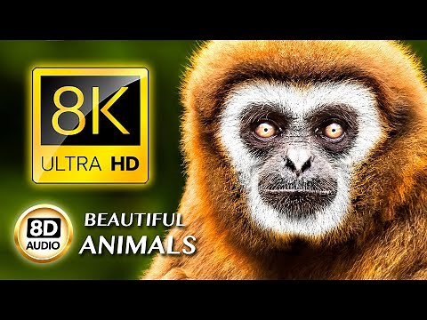 BEAUTIFUL ANIMALS 8K ULTRA HD • 8D AUDIO •