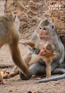 Mom Libby trying to help baby monkey Leo by carefully when a big monkey in team Amber is catching baby monkey Leo... | Jane Family