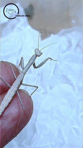 Mantis Religiosa Chilena Albina: Un Insecto Asombroso