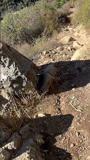 Fossil Shells #geology #naturalhistory #santabarbara