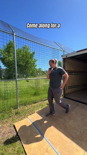 Come along with us for a tiger move! ➡️🐅 Rescued tiger Thor Jr. has new digs! It’s been about a week now, and Thor has been absolutely loving all his new habitat has to offer 🫶. Not only was Thor’s move a unique opportunity for our staff and interns, but we hope you learned something too! 💡 What stood out to you about Thor’s moving process? #tiger #whitetiger #tigers #whitetigers #bigcat #bigcats #operantconditioning #positivereinforcement #cattraining #catbehavior #animalbehavior #animalsanc