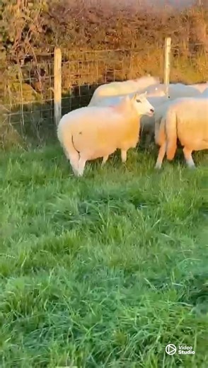 📣 Store & Breeding Sheep Sales This Week at Welshpool Livestock Market - TOMORROW 🐑 Tuesday 30th September 🔹 200 Multi Breed Rams 🕙 Sale 10:00am 📖 Catalogue ➡️ https://www.welshpoolsmithfield.co.uk/Portals/0/EasyDNNnews/Uploads/1521/CATALOGUE 25.pdf 🔹 2,000 Breeding Ewes & Breeding Ewe Lambs 🕛 Sale 12:00noon Including the annual consignment of 220 Welsh 3-year-old ewes from ET Bound & Co, Tynymaes. 📖 Catalogue ➡️ https://www.welshpoolsmithfield.co.uk/Portals/0/EasyDNNnews/Uploads/1527/br