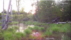When your little one is having fun in the kiddie pool. Chris Agurkis captured this sweet moment on a game camera in the western mountains of Maine. He has a YouTube channel with other interesting wildlife videos. You can see more beautiful Maine moments on the Near Me section of our website. https://www.youtube.com/watch?v=Yoyex3lblFU https://www.newscentermaine.com/near-me | NEWS CENTER Maine