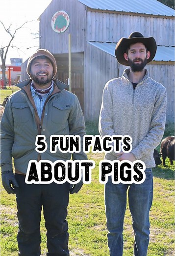 5 Fascinating Pig Facts You Didn't Know