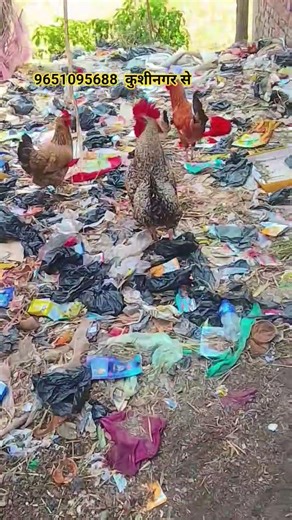 desi murga farming chicken please bhai subscribe kar dijiye my viral reels viral shot