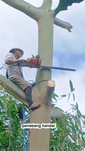 memotong dahan kayu ketinggian 20 meter #vidio #woodworking #shorts