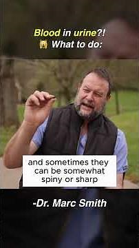 Dog Has Blood in Urine? It Could Be Stones | Marc Smith, DVM, MS