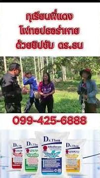 Phytophthora infection in durian trees disappears with gypsum. - Dr. Than