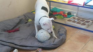 17 reactions | Lola xx | RSPCA Liverpool Branch | Facebook
