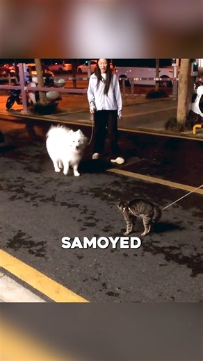 1.9K views · 14 reactions | In Guangxi, China, a striped tabby cat and a fluffy Samoyed dog had a playful showdown during a walk. Leashed and safe, they pawed and snapped, creating laughter for onlookers. Eventually, the cat retreated while the dog wagged its tail, showing the fun, harmless side of pets. #CatVsDog #PetPlaytime #FunnyAnimals #StreetAntics #AnimalFriends | Featheredsoul | Facebook