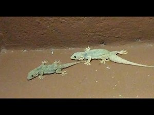 Two lizard crawling over the wall one behind the other.