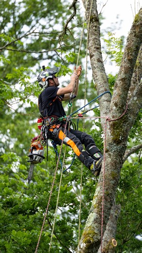 243K views · 1.6K reactions | Arborist ASMR 樂 @conan_tree on the send. #arborist #treework #chainsaw #stihlchainsaw | Honey Brothers Ltd - Arboricultural Equipment Specialists | Facebook