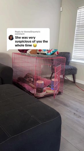 Replying to @VonneShaunta poodles are so observant and smart it’s crazyyy