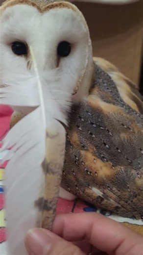 絶賛換羽中！なフクロウ # #owl #cute #cute #フクロウ #animals #ペット動画 #pets #癒し #かわいい動物 #メンフクロウ #love #換羽#Short