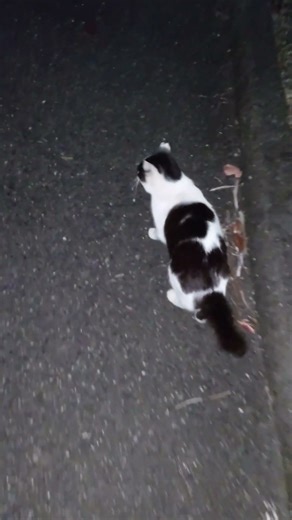 猫が教える？ (虫を捕まえるコツ) Cat Chasing Bug (Kobe City, Japan)