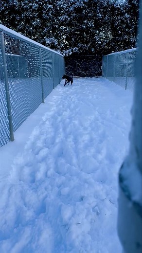 29K views · 691 reactions | ***ADOPTED!*** ❄️ Archie was one of our...