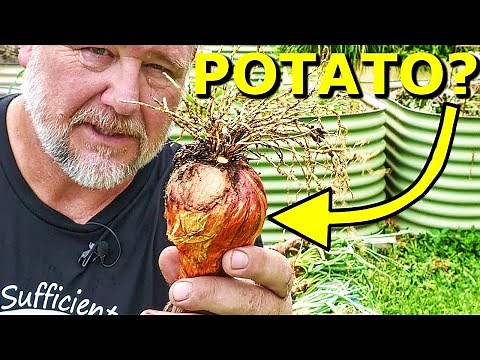 What Are POTATO ONIONS? And, Why You SHOULD Grow Them!