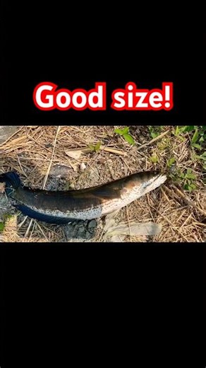 DALAG HUNT SA TAGUIG KANAL! 🎣 Solid Size, Pwede Na!