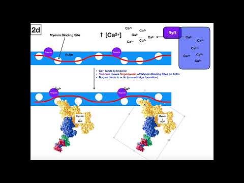 Steps of Excitation-Contraction Coupling in Skeletal Muscle [Whole Video
