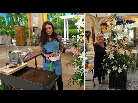 Barbara King 6-Piece Lily Pretty Woman Live Bulbs on QVC