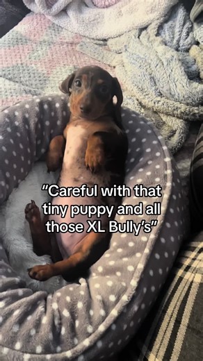 Small but Mighty: Mini XL Bully & Dachshund Mix