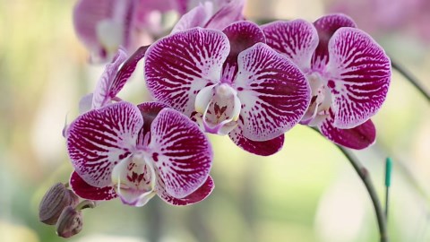 Best indoor flowers: 17 beautiful plants for your home