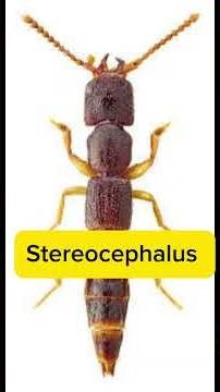 Creature of the Day: Euoplocephalus #dinosaur #paleontology