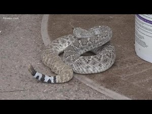 What to do if you're bitten by a rattlesnake