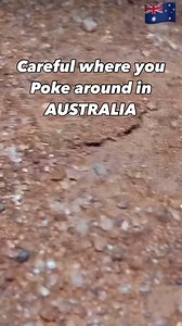 1.9M views · 21K reactions | Be careful in Australia. Disturb the wildlife and you’ll get an ear full. *Note this isn’t my video I just made the ridiculous voices because I’m juvenile… if it’s yours let me know and I’ll send you some Freddo Frogs. #australia #america #montyfranklin #words #language #comedy #funny #lesson #tutorial | Monty Franklin | Facebook