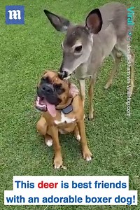 Dogs never cease to amaze me with their ability to befriend other animals ❤️ via ViralHog | Daily Mail Video