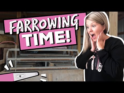 Farrowing Pigs In a Farrowing Crate! // Our First Time Farrowing Sows (and Piglets) in a Crate! ♥