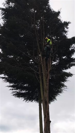 Camera has broke on I phone so be a couple weeks before I can post recent jobs but looking back through photos and footage of this past year and what a variety of work and what team we have now is inspiring!! Over the moon with progress of all the lads and not just our Jos/ apprentice. Ryan and Connor have stepped up their game and as a team we are a force to be recognised in the tree game. We are the longest established tree company in Nuneaton and look forward to see what 2026 brings💯 ‘reputa