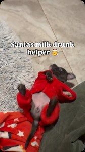 72K views · 39K reactions | What to do when Santa’s little cute puppy...