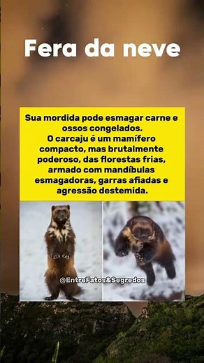 O Carcaju: A Fera que Esmaga Ossos Congelados !