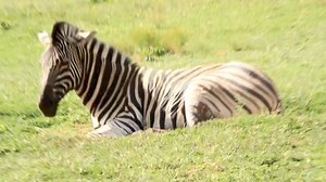 3.1M views · 18K reactions | Zebra takes a well deserved rest during a hot day in the savanna #wild #life #reels #viral #safari #Amazing #trend #video #epic #reelsfb #travel #episode #wow #story #reelsviral #reelsfb #nature #africa #wildlife #animals #canon #AfricanBushKingdom | African Bush Kingdom | Facebook