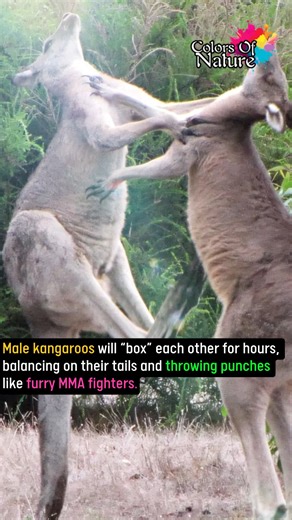 3.4K views · 106 reactions | Male kangaroos | Colors Of Nature | Facebook