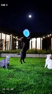 Cats play frisbee #cats #frisbee #fun #catshorts