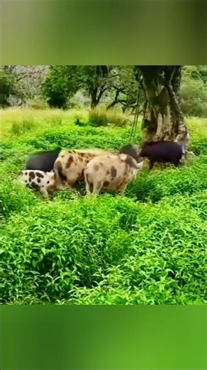 Wild Boar Playing with a Dog | Amazing Animal Friendship in Nature #wildlifefilmmaker #wildlifefilm