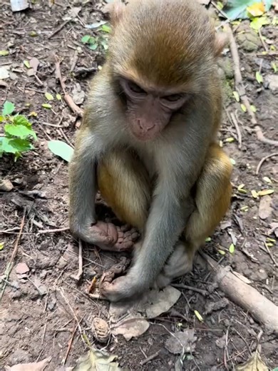 This little grumpy haha ​​monkey