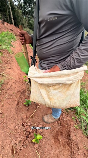 Adubando Café Recém Plantado: Dicas e Técnicas