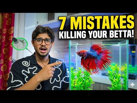 Betta Fish Care for Beginners: 7 Mistakes & Must-Haves! 🛑🐠 | Hyma Aquatics❤️🤍